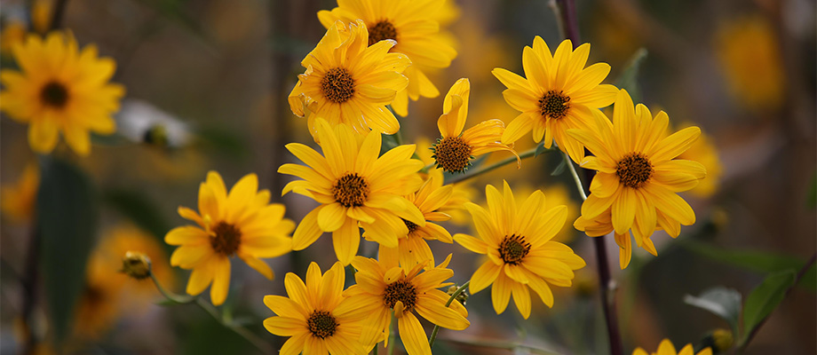 Arnika (Arnica montana)
Zweck des Bildes: Zeigt die leuchtend gelben Blüten der Arnika, eine bekannte Heilpflanze zur äußerlichen Anwendung.
Anwendung: Wird traditionell bei Prellungen, Verstauchungen und Muskelkater eingesetzt.
