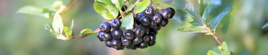 Aronia (Aronia melanocarpa)
Zweck des Bildes: Zeigt die dunkelvioletten Aronia-Beeren, die für ihre antioxidativen Eigenschaften bekannt sind.
Anwendung: Unterstützt das Immunsystem, kann die Zellgesundheit fördern und wird oft in Säften oder Pulvern genutzt.