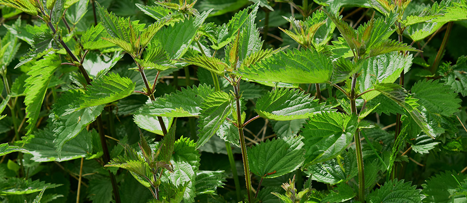 Brennnessel (Urtica dioica)
Zweck des Bildes: Zeigt die gezackten Blätter, die für ihre entwässernde Wirkung geschätzt werden.
Anwendung: Unterstützt die Nierenfunktion, hilft bei Rheuma und fördert die Durchblutung.