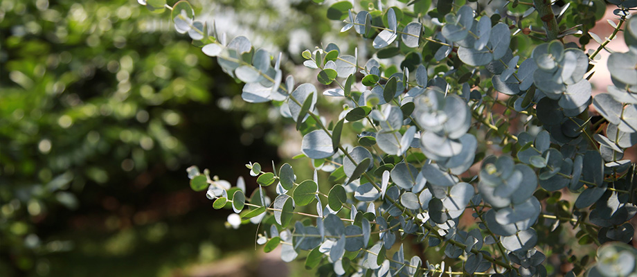 Eukalyptus (Eucalyptus globulus)
Zweck des Bildes: Zeigt die langen, schmalen Blätter, aus denen das ätherische Öl gewonnen wird.
Anwendung: Wird traditionell zur Linderung von Erkältungsbeschwerden und zur Befreiung der Atemwege genutzt.