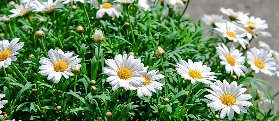 Gänseblümchen (Bellis perennis)
Zweck des Bildes: Zeigt die typischen weißen Blüten mit gelber Mitte.
Anwendung: Unterstützt die Wundheilung und wird traditionell bei Hauterkrankungen eingesetzt.