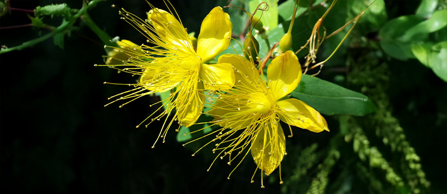 Johanniskraut (Hypericum perforatum)
Zweck des Bildes: Zeigt die goldgelben Blüten, die beim Zerreiben rötlichen Saft abgeben.
Anwendung: Wird traditionell bei leichten depressiven Verstimmungen und zur Nervenstärkung genutzt.