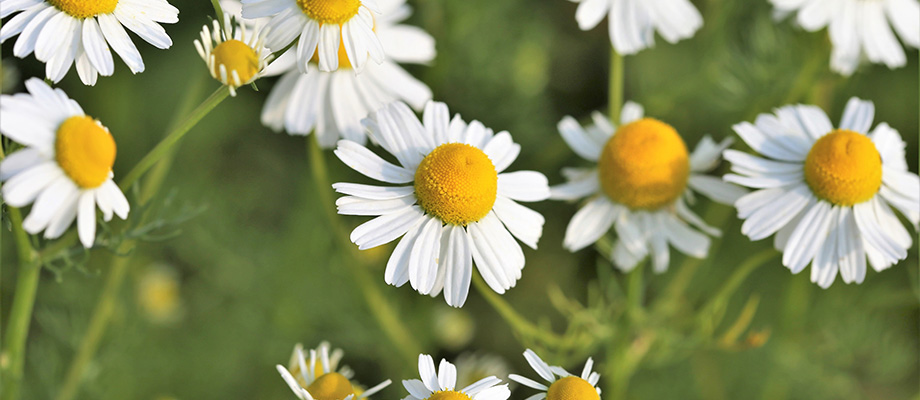 Kamille (Matricaria chamomilla)
Zweck des Bildes: Zeigt die weiß-gelben Blüten, die für ihre beruhigende Wirkung bekannt sind.
Anwendung: Wird bei Magen-Darm-Problemen, Entzündungen und zur Hautpflege verwendet.