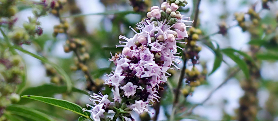 Mönchspfeffer (Vitex agnus-castus)
Zweck des Bildes: Zeigt die lilafarbenen Blütenstände.
Anwendung: Wird zur Regulierung des Hormonhaushalts und bei PMS-Symptomen eingesetzt.