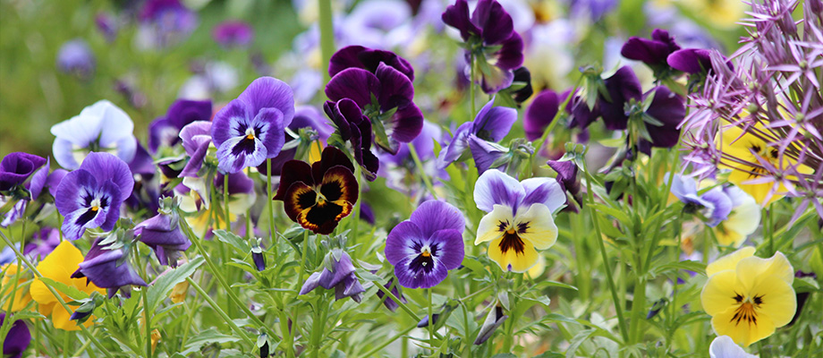 Stiefmütterchen (Viola tricolor)
Zweck des Bildes: Zeigt die kleinen, bunten Blüten.
Anwendung: Wird bei Hauterkrankungen und entzündlichen Beschwerden verwendet.