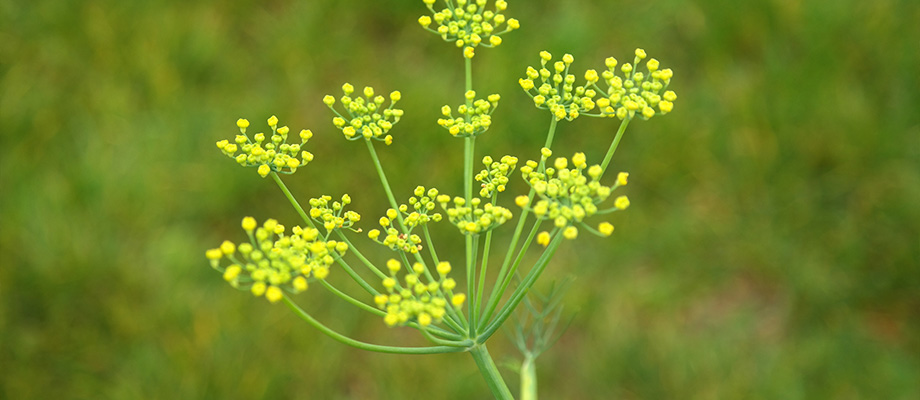 Bitterfenchelsamenöl
Fläschchen mit Bitterfenchelsamenöl und Fenchelsamen – traditionelles Naturheilmittel für die Verdauung und gegen Blähungen.