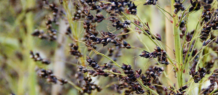 Braunhirse
Braunhirsemehl und ganze Braunhirsekörner – glutenfreies Powerfood mit viel Silizium für starke Knochen, Haare und Nägel.