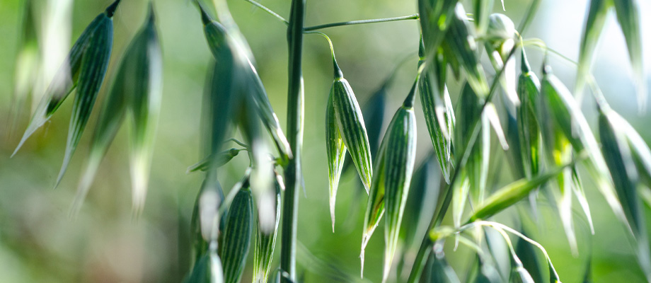 Grüner Hafertee
Tasse mit grünem Hafertee und Haferhalme – traditionelles Naturheilmittel für Nervenstärke und innere Balance.