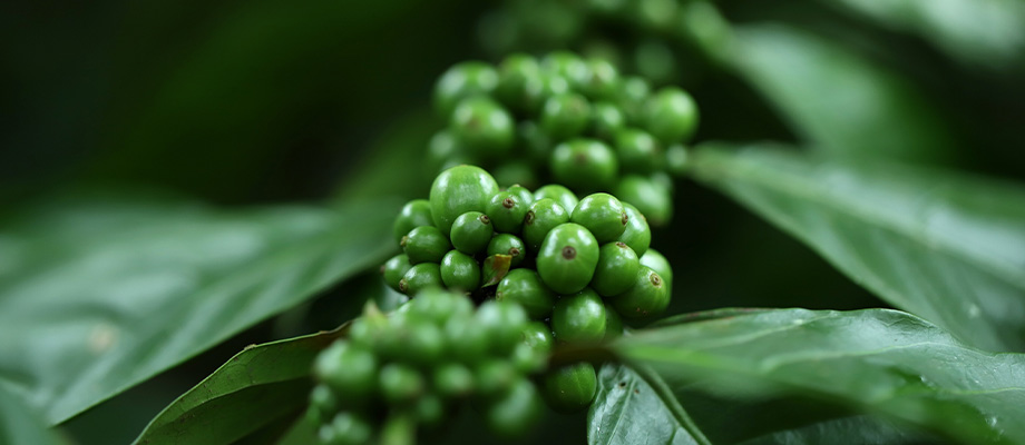 Grüner Kaffee
Grüne Kaffeebohnen und Tasse mit grünem Kaffee – Superfood für Stoffwechselanregung und Fettverbrennung.
