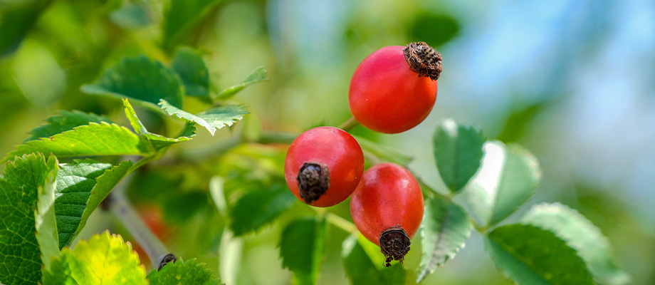 Hagebutte
Getrocknete Hagebuttenschalen und Hagebuttentee – reich an Vitamin C für das Immunsystem und Gelenkgesundheit.