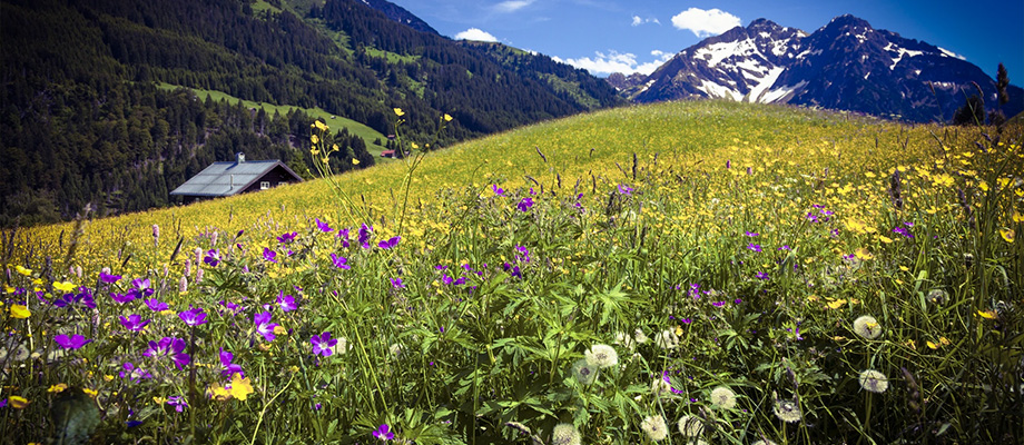 Heublumen Bad
Heublumen in einer Schüssel für ein entspannendes Heublumenbad – natürliches Mittel zur Muskelentspannung und Durchblutungsförderung.