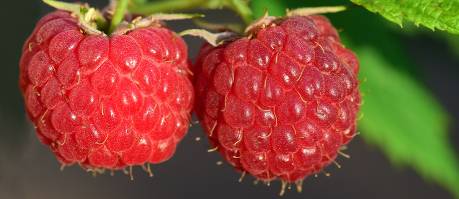 Himbeerkernöl
Fläschchen mit Himbeerkernöl und frische Himbeeren – antioxidative Pflege für Hautschutz und Zellregeneration.