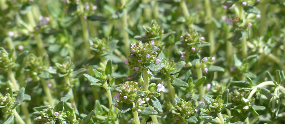 Thymian (Thymus vulgaris)
Zweck des Bildes: Zeigt die kleinen, grünen Blätter mit feinem Aroma.
Anwendung: Wird bei Atemwegserkrankungen und zur Schleimlösung eingesetzt.