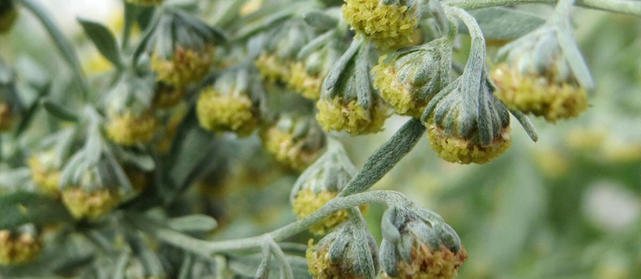 Wermut (Artemisia absinthium)
Zweck des Bildes: Zeigt die silbrig-grünen Blätter.
Anwendung: Fördert die Verdauung und wird bei Appetitlosigkeit verwendet.